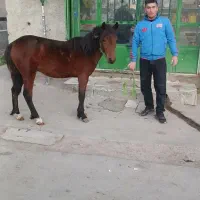 اسب یکساله نر فروشی قیمت 30 میلیون تمام