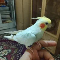 عروس هلندی ناز|پرنده|مشهد, هفده شهریور|دیوار