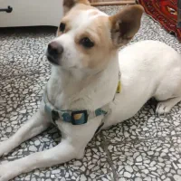 سگ اشپیتز|سگ|هشتگرد, هشتگرد قدیم|دیوار