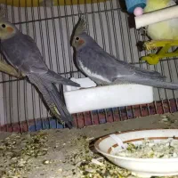 پرنده عروس هلندی