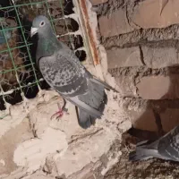 کفتر جفتگاه عالی|پرنده|فردوس (خراسان), |دیوار