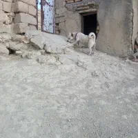 پاکوتاه فروشی ماده