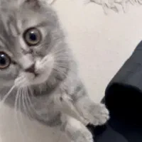 بچه گربه اسکاتیش|گربه|قم, شهرک قدس|دیوار