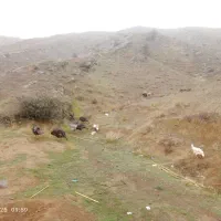 طبیعی طبیعی