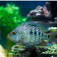 ماهی اکواریومی