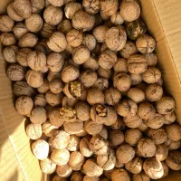 گردو تبریز
