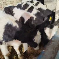 شش رس گوساله نردرجه یک پاچه دارخوب