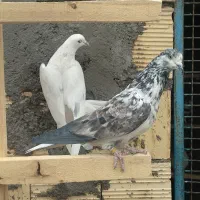 کبوتر پرشی|پرنده|معصومیه, |دیوار