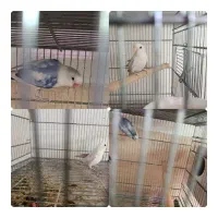 کوتوله برزیلی ماده