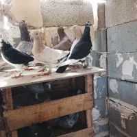 کفش|کیف، کفش، کمربند|شوشتر, |دیوار