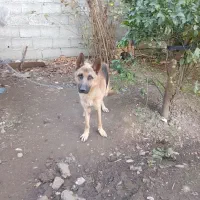 یه سگ ژرمن نر باهوش و حرف گوش کن|سگ|لاهیجان, بازکیاگوراب|دیوار