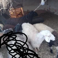 گوسفند|حیوانات مزرعه|فردوس (کرمان), |دیوار