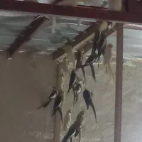 عروس مولد ۱۰۰ درصد گله ای|پرنده|چمستان, |دیوار