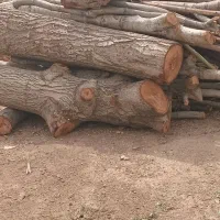 خریدار درخت باغی وهرس  اصولی و  فرم دهی باغ