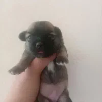 توله همراه با مادر توله ها