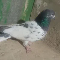 کفتر پاکستانی‌