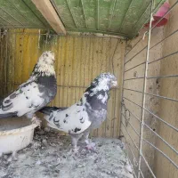 کبوتر پرشی تیرماهی|پرنده|خمینیشهر, |دیوار