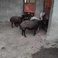۳تاشیشک ماده آبستن نژادافشاری برافروش