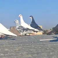 سه عدد بدرنگ شامی عطیقه کلایی