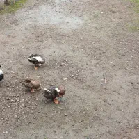 اردک محلی سالم