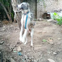 سگ نگهبان نژاد دار|سگ|گرگان, |دیوار