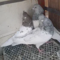 فروش فوری کبوتر بازی کن|پرنده|بم, |دیوار