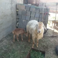 گوسفندفروشی