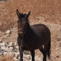 قاطر باری|اسب و تجهیزات اسبسواری|اردل, |دیوار