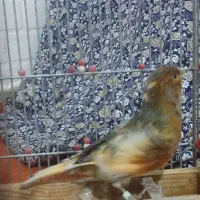 قناری نر پرتقالی