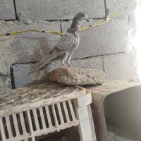 کفتر|پرنده|همدان, |دیوار
