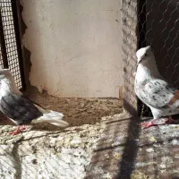 کبوتر خوشونه اصیل یه جفت به شرط همه چی...