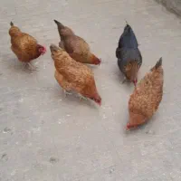 مرغ تخم  گذار