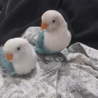 جوجه برزیلی دستی  در باغملک