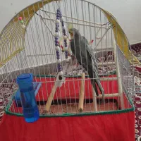 فروش قفس پرنده