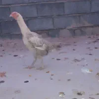 لاری تاج مهر