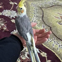 عروس هلندی رام ابلغ