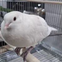 کبوتر خانگی آلبینو با جوجه|پرنده|تهران, المهدی|دیوار