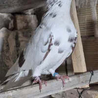 تعد ۷ عدد کبوتر پرشی|پرنده|فیرورق, |دیوار