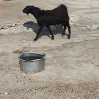 کره نر|حیوانات مزرعه|بندر دیر, |دیوار