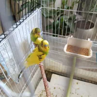 6 تا مرغ عشق معاوضه با عروس هلندی نر سخنگو