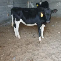 تلیسه گوساله ماده|حیوانات مزرعه|تربت جام, میان جام|دیوار