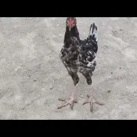 نیمچه مرغ و خروس محلی اصل|حیوانات مزرعه|گنبد کاووس, |دیوار