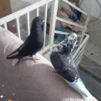 کفتر قاره دم سفید