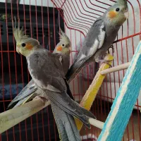 چهار عدد عروس هلندی دوتا نر دوتا ماده سه ماهه