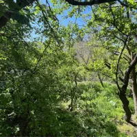 ۵۵۰ متر باغچه با بنا سند شش دانگ