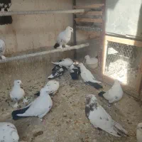 کبوتر دم سیاه. رنگی