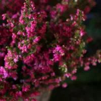 آپارتمان اجاره ای میخوام