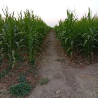 فروش ذرت علوفه|عمده‌فروشی|ارسنجان, |دیوار