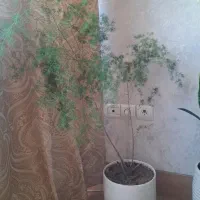 گل باگلدان سرامیکی|گل و گیاه طبیعی|بروجرد, |دیوار