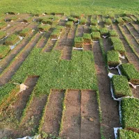 چمن طبیعی دایکوندرا|خدمات باغبانی و درختکاری|بابکان, |دیوار